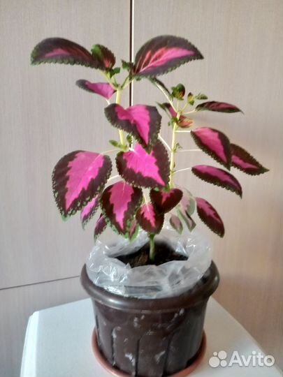 Цветок комнатный
