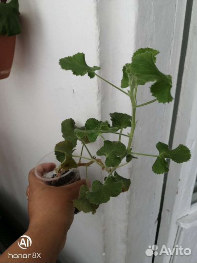 Пеларгония герань