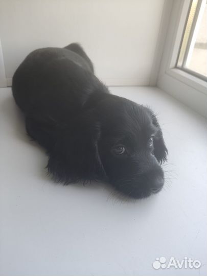 Щенки русского охотничего спаниеля