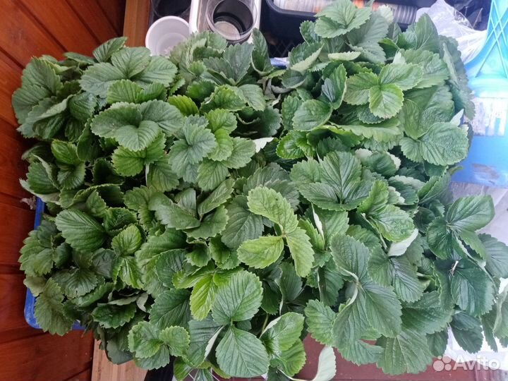 Рассада клубники усы