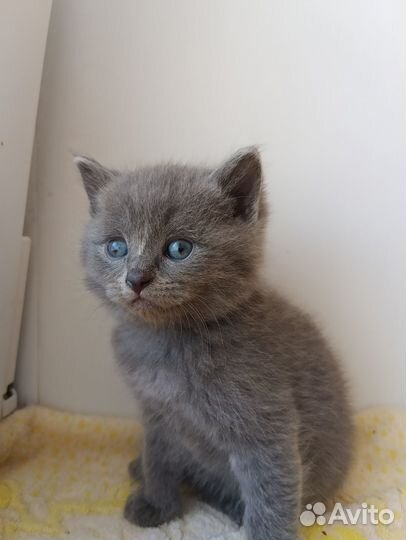 Шотландский котенок