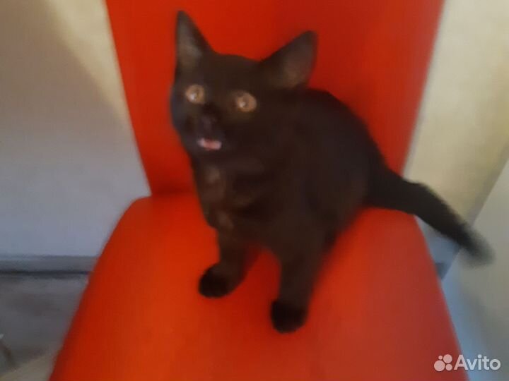 Черный котенок