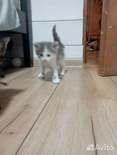 Кошка в дар