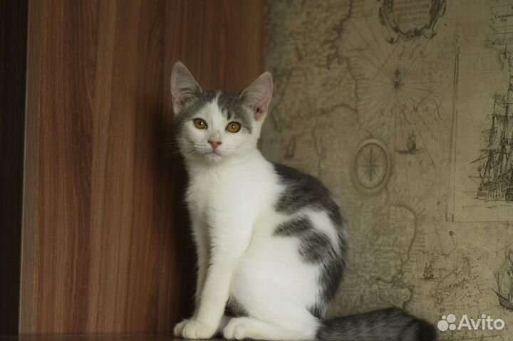 В добрые руки Тоня, очень ласковая и контактная