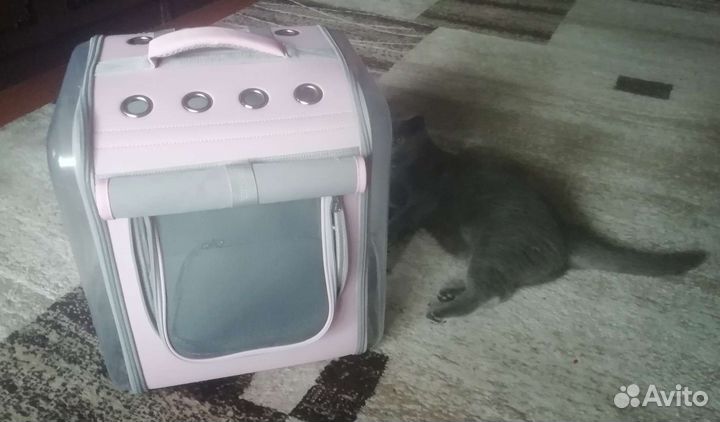 Рюкзак-переноска для кошек и собак