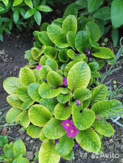 Многолетние садовые цветы