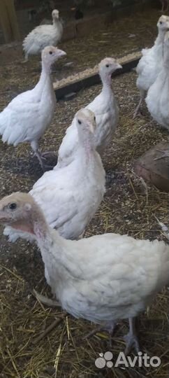 Индюки белая широкогрудая