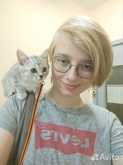 Сиделка для кота/кошки, уход за животным