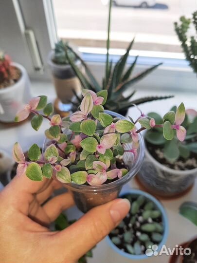 Каллизия Розовая Пантера