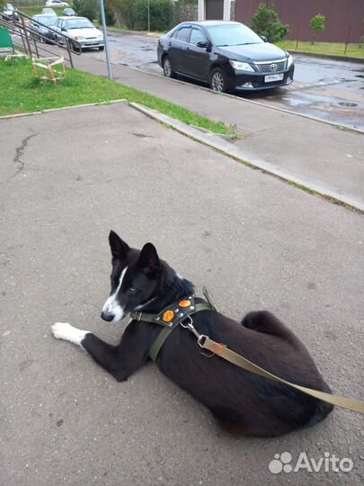 Время истекло. Арчи поехал в приют