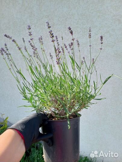 Лаванда