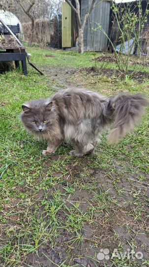 Ласковая кошечка в добрые руки