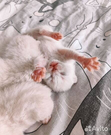 Котята скоттиш страйт