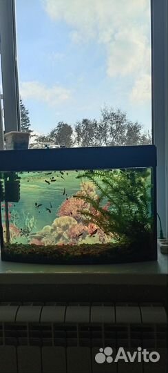 Аквариум