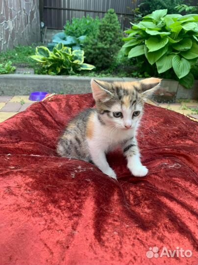 Котята 2 месяца,к лотку приучены