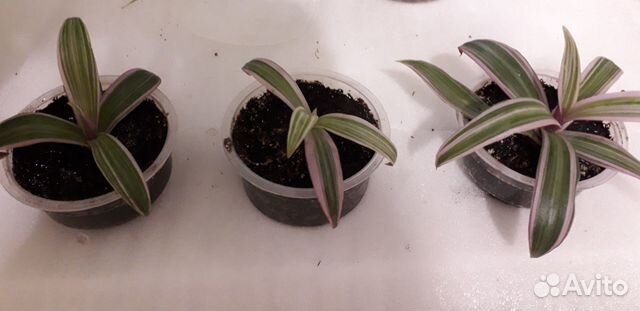 Традесканция разноцветная (ранее рео)