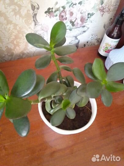 Денежное дерево толстянка