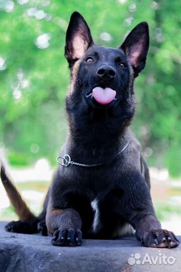 Малинуашки-предворительная запись