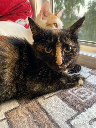 Кошка в добрые руки