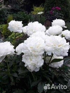 Флоксы. Пионы. Ясколка. Многолетники. Каменоломка