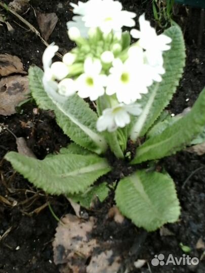 Примула садовая