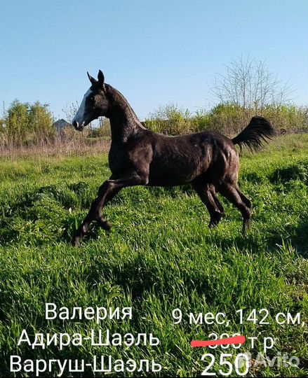 4 Ахалтекинские лошади. Адира -Шаэль и дочки