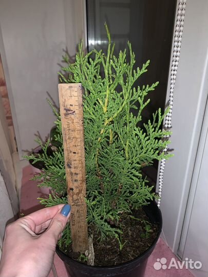 Туя западная