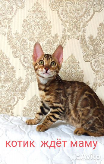 Бенгальская кошка