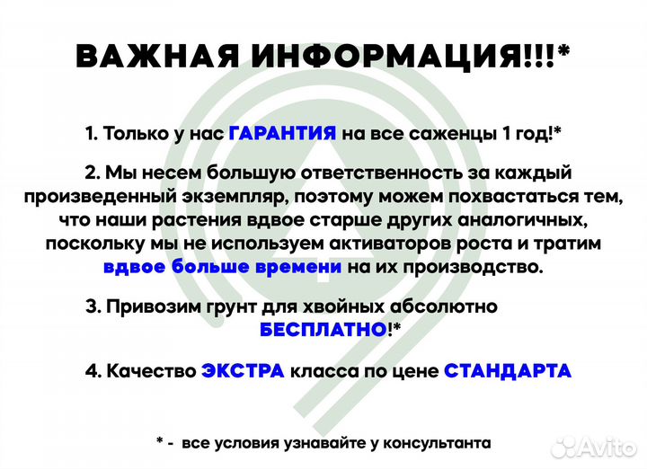 Туя Смарагд для дачи. Питомник