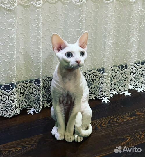 Кот для вязки породы девон-рекс