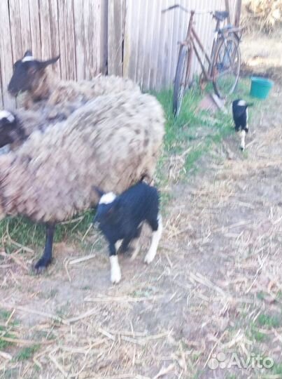 Овцы бараны