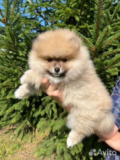 Малый немецкий шпиц