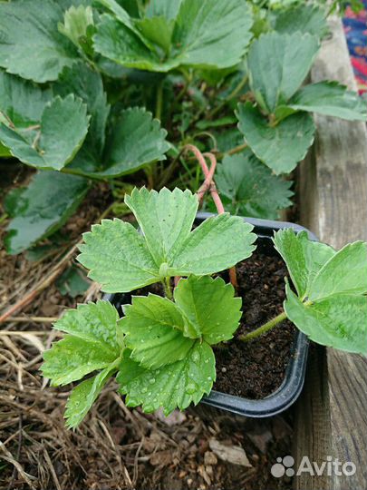 Рассада клубники