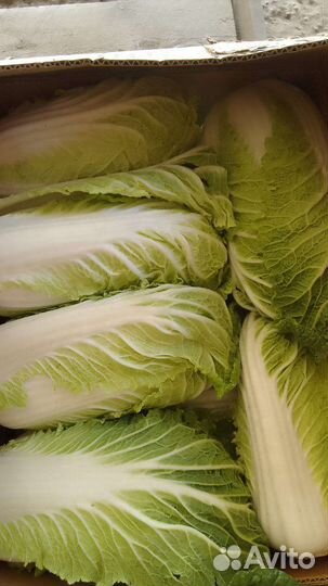 Пекинская капуста
