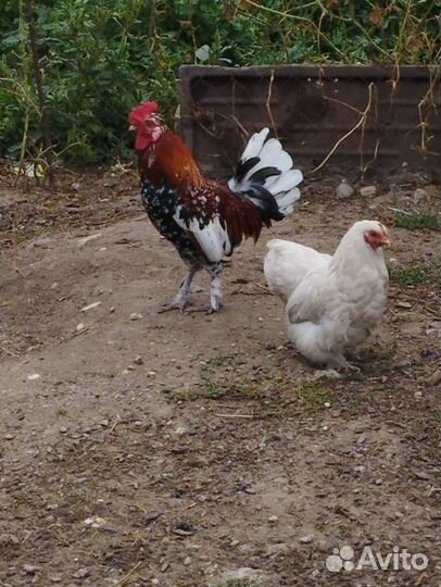 Карликовые петух и курочка