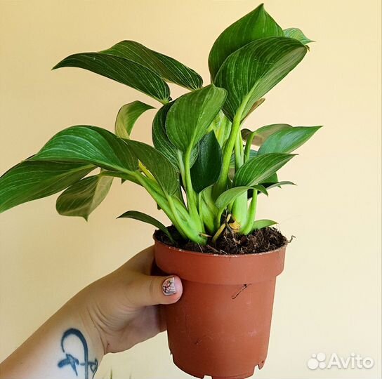 Филодендрон биркин Вайт вариегатный d12