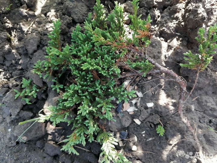 Можжевельник