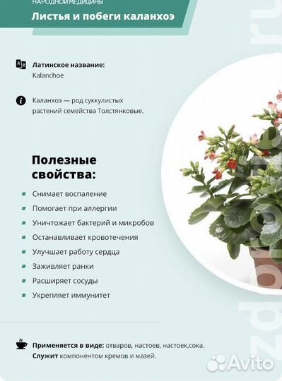 Каланхоэ цветущий