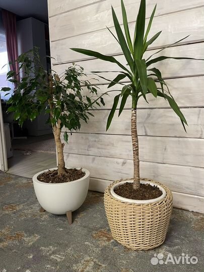 Пальма юкка