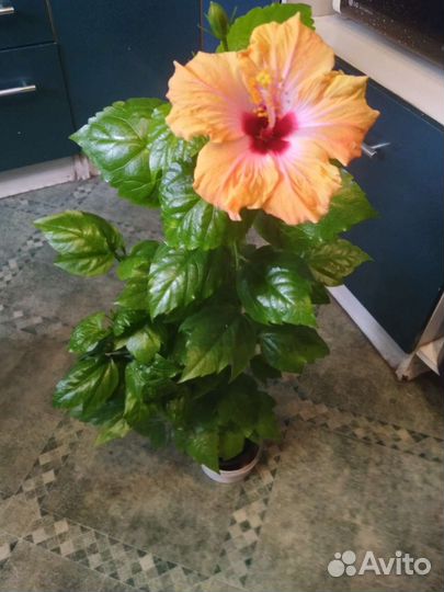 Продаю комнатные цветы