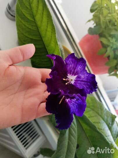 Стрептокарпусы