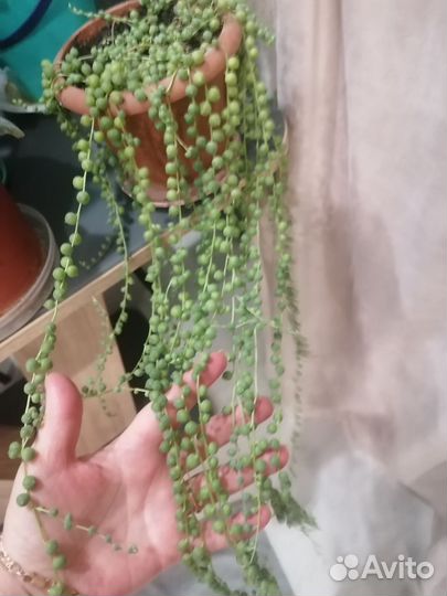 Комнатные растения цветы