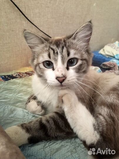 Кошка в дар бесплатно