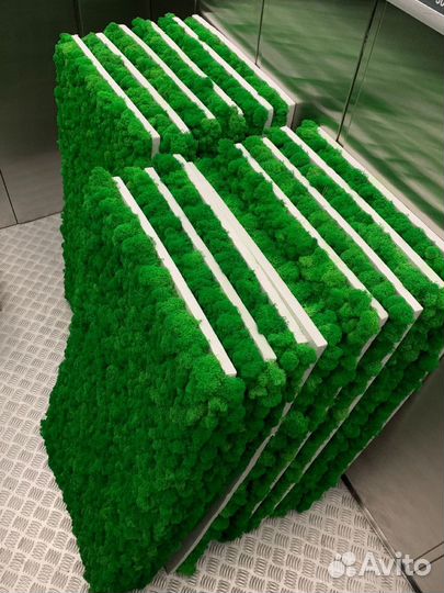 Стабилизированный мох, ягель, кочка, пласт, панно