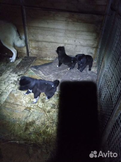 Кутенок лайки Рел