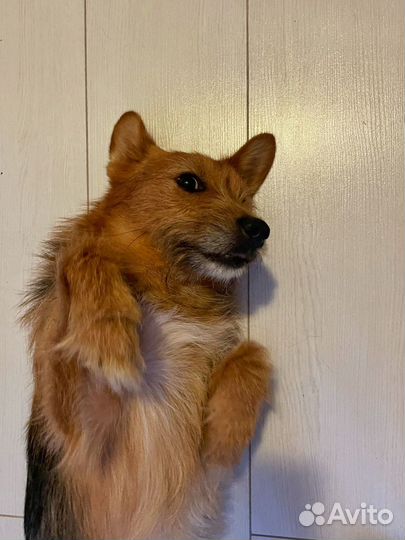 Маленькому песику тяжело в приюте