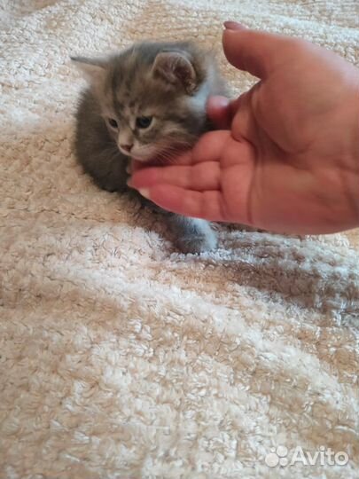 Кошка с котенком в добрые руки