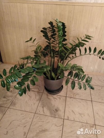 Замиокулькас