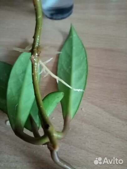 Хойя Pubicalyx Splash