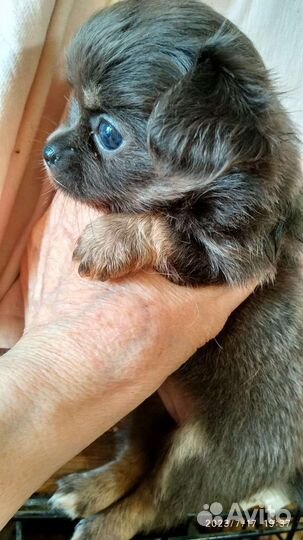 Щенки чихуахуа